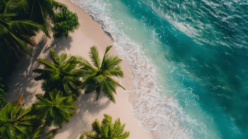 beach wallpaper, palm trees, coastal, background for desktop wallpaper (horizontal)