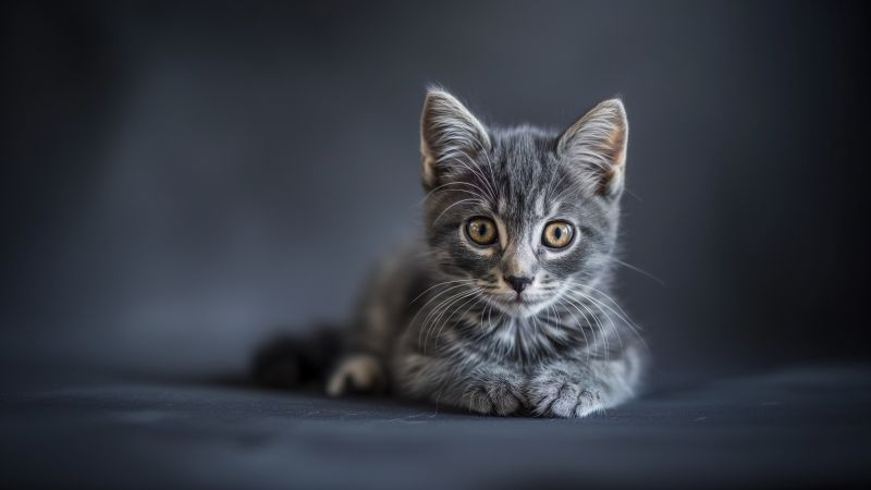 kitty wallpaper, playful, gray, background for desktop wallpaper (horizontal)