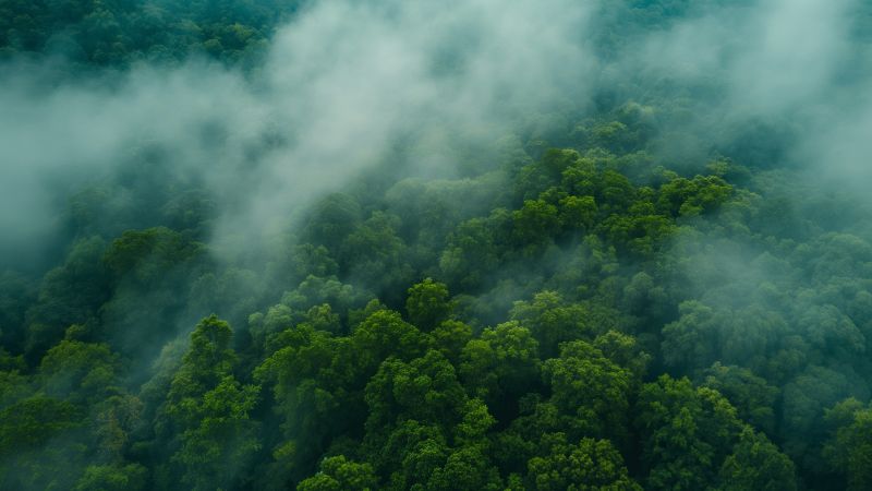 forest wallpaper, lush greenery, nature, background for desktop wallpaper (horizontal)