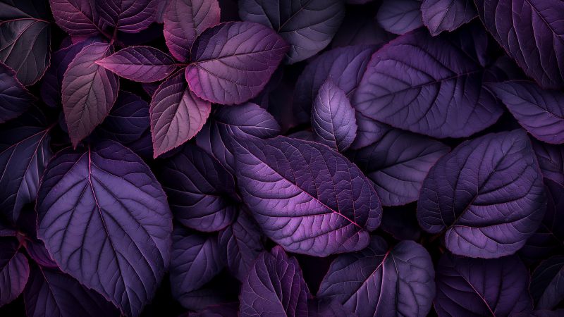 three wallpaper, 4k wallpaper, high resolution, background for desktop wallpaper (horizontal)