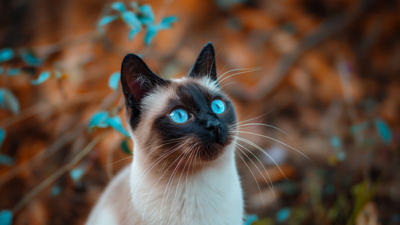cat wallpaper, close-up, portrait, background for desktop wallpaper (horizontal)