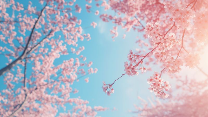 trees wallpaper, spring blossoms, nature scenery, background for desktop wallpaper (horizontal)