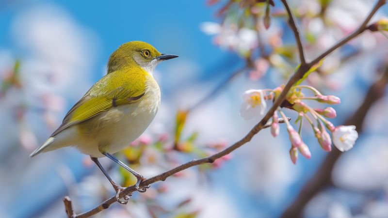Japanese bird wallpaper, vibrant flowers, spring, background for desktop wallpaper (horizontal)