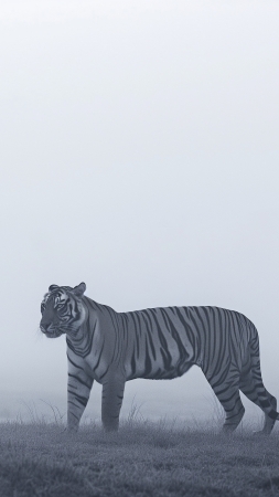 white tiger wallpaper, animals, exotic, background for mobile wallpaper (vertical)