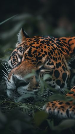 jaguar wallpaper, wild, endangered species, background for mobile wallpaper (vertical)