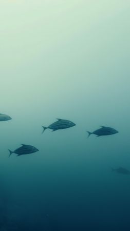 Grey triggerfish wallpaper, diving, Mediterranean Sea, background for mobile wallpaper (vertical)