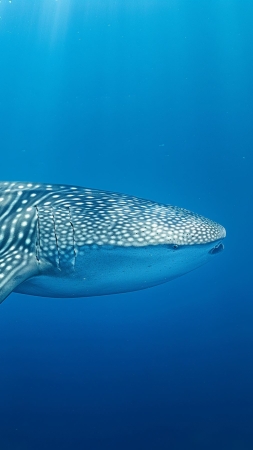 whale shark wallpaper, ocean, tourism, background for mobile wallpaper (vertical)