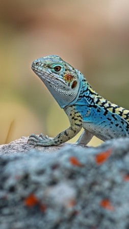 Crotaphytus collaris wallpaper, nature, vibrant colors, background for mobile wallpaper (vertical)