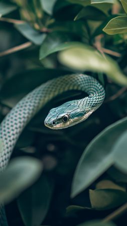 Green mamba wallpaper, tourism, zoo, background for mobile wallpaper (vertical)