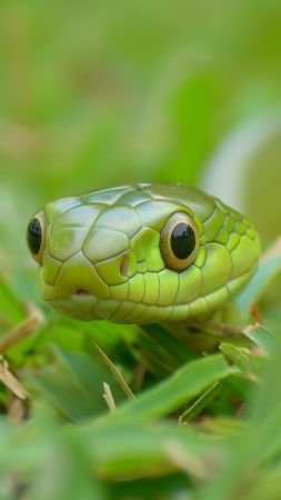 Sunbeam snake wallpaper, holographic, tourism, background for mobile wallpaper (vertical)