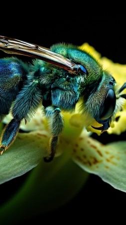 Euglossa Orchid Bee wallpaper, insects, black backdrop, background for mobile wallpaper (vertical)