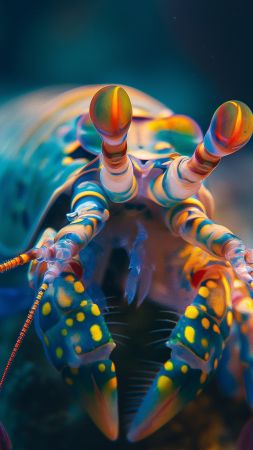 Mantis shrimp wallpaper, underwater, Pacific, background for mobile wallpaper (vertical)