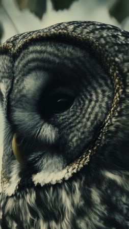 owl wallpaper, bird, bird of prey, background for mobile wallpaper (vertical)