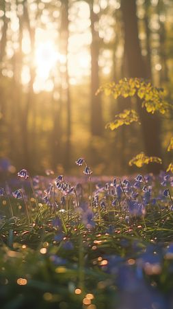 forest wallpaper, spring, Belgium, background for mobile wallpaper (vertical)