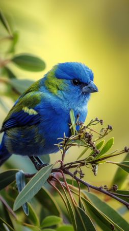 Cafe Poet wallpaper, bird, green, background for mobile wallpaper (vertical)