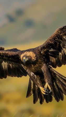 Golden Eagle wallpaper, nature, green grasslands, background for mobile wallpaper (vertical)