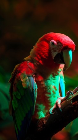 parrot wallpaper, nature, green, background for mobile wallpaper (vertical)