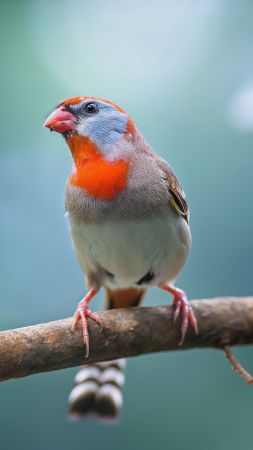 zebra finch wallpaper, nature, Indonesia, background for mobile wallpaper (vertical)