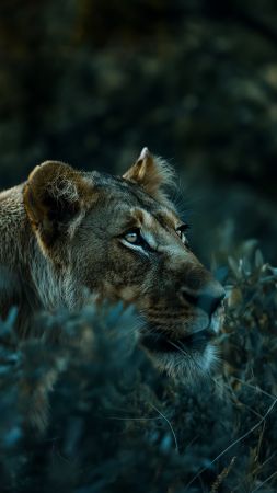 lion wallpaper, wildlife, big cat, background for mobile wallpaper (vertical)