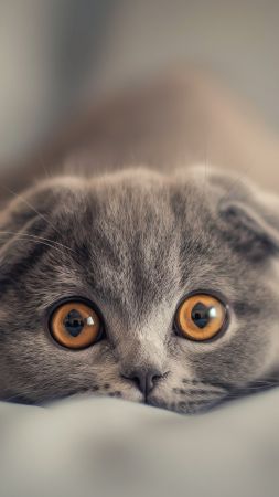 Scottish Fold wallpaper, kitten, pet, background for mobile wallpaper (vertical)