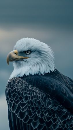 Eagle wallpaper, wings, plumage, background for mobile wallpaper (vertical)