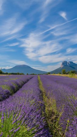 lavender wallpaper, mountain, Europe, background for mobile wallpaper (vertical)