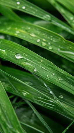 grass wallpaper, vibrant, high resolution, background for mobile wallpaper (vertical)