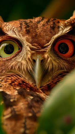 owl wallpaper, red, nature, background for mobile wallpaper (vertical)