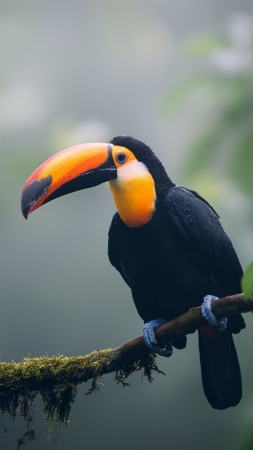 Toucan wallpaper, exotic wildlife, 4k resolution, background for mobile wallpaper (vertical)