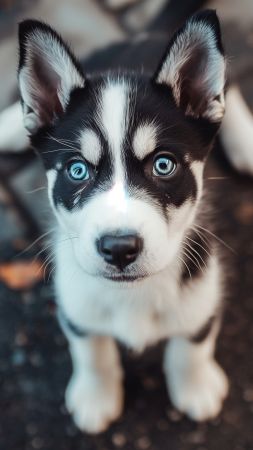 Husky wallpaper, 4k resolution, playful pups, background for mobile wallpaper (vertical)