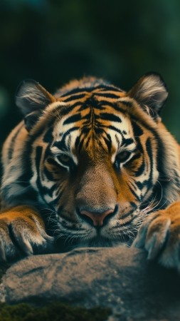 tiger wallpaper, cute wildlife, playful animals, background for mobile wallpaper (vertical)