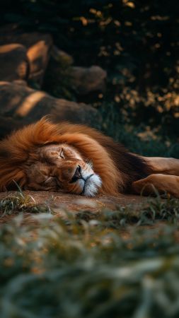 lion wallpaper, 6K, big cat, background for mobile wallpaper (vertical)