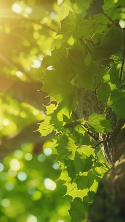 trees wallpaper, sunlight, nature, background for mobile wallpaper (vertical)