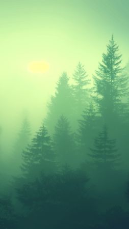 forest wallpaper, greenery, vibrant, background for mobile wallpaper (vertical)