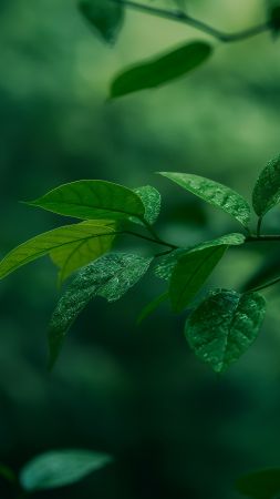 leaves wallpaper, verdant, lush, background for mobile wallpaper (vertical)