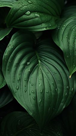 leaves wallpaper, greenery, nature, background for mobile wallpaper (vertical)