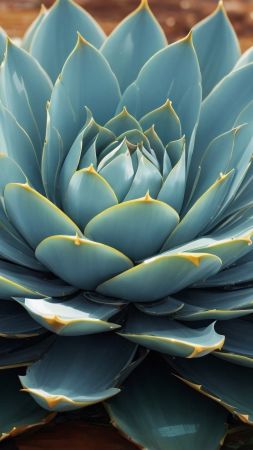 aloe wallpaper, indoor greenery, natural decor, background for mobile wallpaper (vertical)