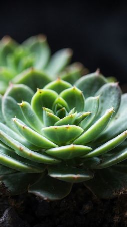 Echeveria wallpaper, green plant, drought-tolerant, background for mobile wallpaper (vertical)