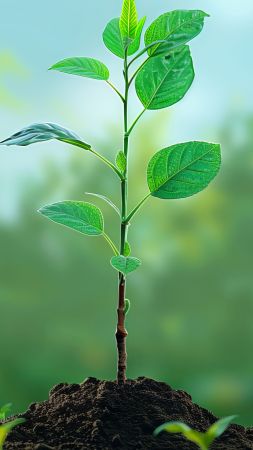 sprout wallpaper, shoot, nature, background for mobile wallpaper (vertical)