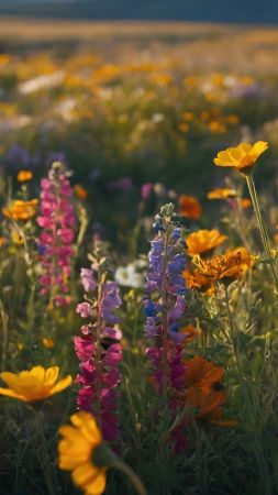 flowers wallpaper, blossoms, petals, background for mobile wallpaper (vertical)