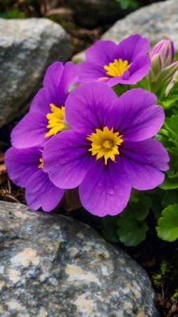 flowers wallpaper, purple blooms, petals, background for mobile wallpaper (vertical)