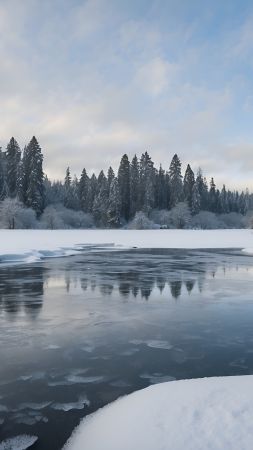 forest wallpaper, snow, icy, background for mobile wallpaper (vertical)