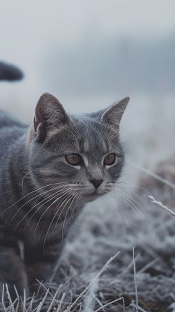 kitten wallpaper, grey, whiskers, background for mobile wallpaper (vertical)