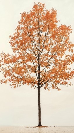 fall wallpaper, autumn, orange, background for mobile wallpaper (vertical)