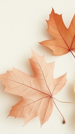 fall wallpaper, autumn, orange, background for mobile wallpaper (vertical)