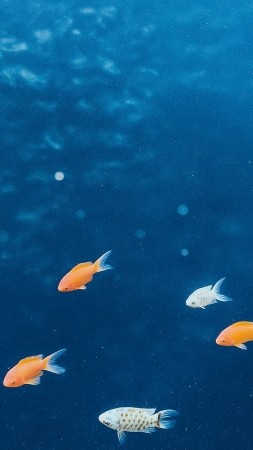 tropical fish wallpaper, coral reef, ocean habitat, background for mobile wallpaper (vertical)