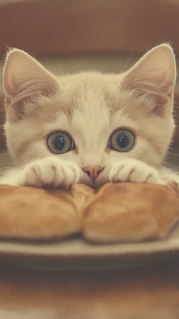 cats thanksgiving wallpaper, gratitude, pets, background for mobile wallpaper (vertical)