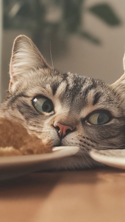 cats thanksgiving wallpaper, gratitude, feline friends, background for mobile wallpaper (vertical)