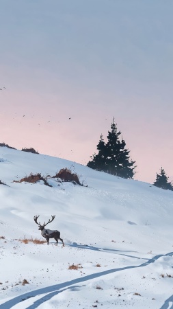 xmas wallpaper, landscape, serene landscape, background for mobile wallpaper (vertical)