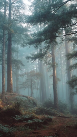 hiking trail wallpaper, wild forest, sunlight filtering, background for mobile wallpaper (vertical)